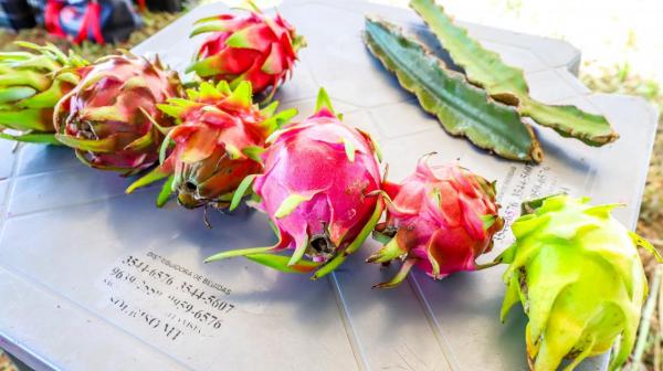 Sorriso: Rentabilidade da pitaya chama atenção de produtores rurais